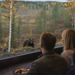 Overnight Bear Watching Experience
